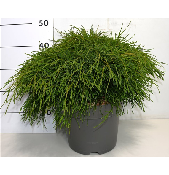 Chamaecyparis pisifera 'Filifera Nana' F00009973