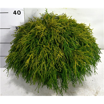 Chamaecyparis pisifera 'Sungold' F00009904