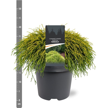 Chamaecyparis pisifera 'Sungold' F00010505