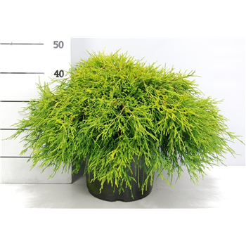 Chamaecyparis pisifera 'Sungold' F00009968