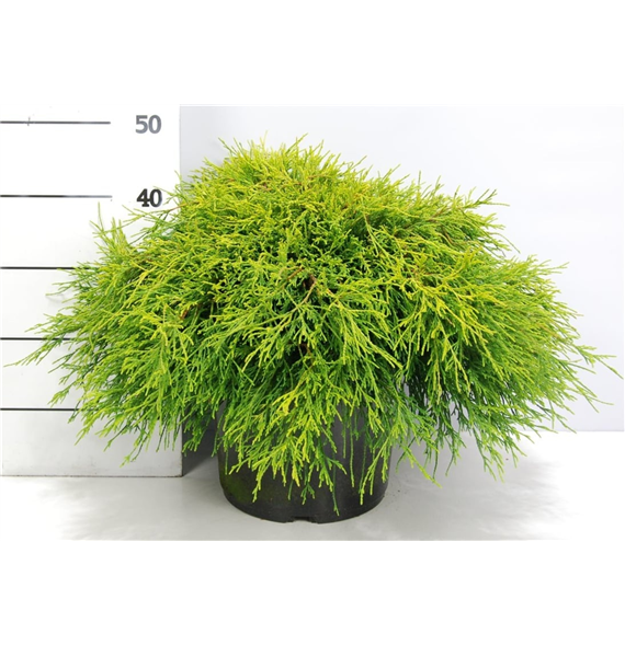 Chamaecyparis pisifera 'Sungold' F00009968