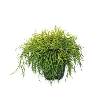 Chamaecyparis pisifera 'Sungold' F00010560
