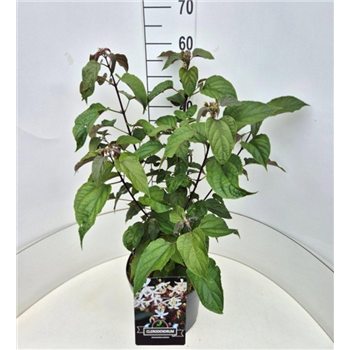 Clerodendrum trichotomum F00009990