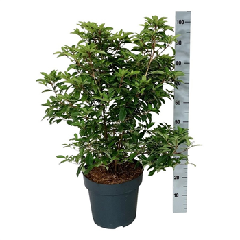 Clethra barbinervis F00009887