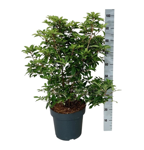 Clethra barbinervis F00009887