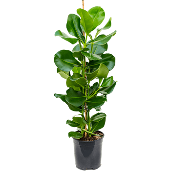 Clusia rosea 4CLROTU12