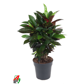 Kroton variegatum 'Mrs Iceton' F00010450