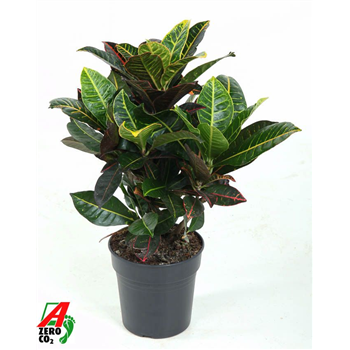 Kroton variegatum 'Petra' F00010452
