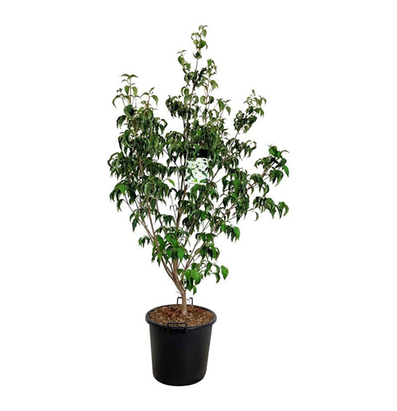 Cornus kousa 'Milky Way' F00010523