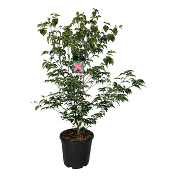Cornus kousa 'Scarlet Fire' ® F00006837