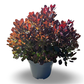 Cotinus coggygria 'Lilla' F00010556