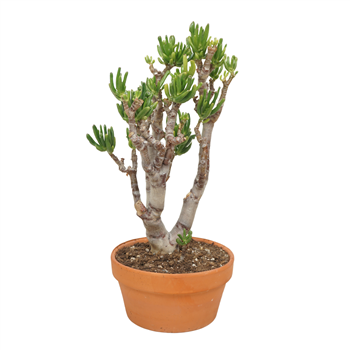 Crassula ovata 'Gollum' F00002657