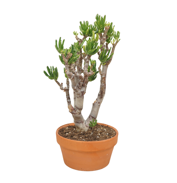 Crassula ovata 'Gollum' F00002657
