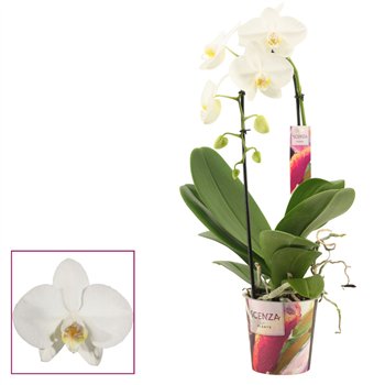 Orhideja Phalaenopsis anthura madrid cascade 1 stems wit (Scenza)fl  plnt 55cm 12cm Q3258