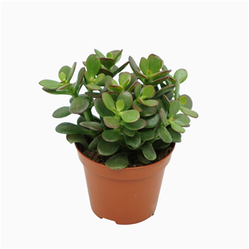 Crassula ovata 'Minor' F00001846