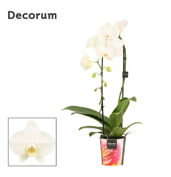 Orhideja Phalaenopsis anthura madrid cascade 1 stems wit (Decorum)fl  plnt 55cm 12cm Q3259