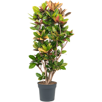Croton (Codiaeum) variegatum 'Petra' 4COPEVT15