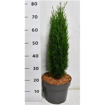 Cipresa sempervirens 'Totem' F00009953