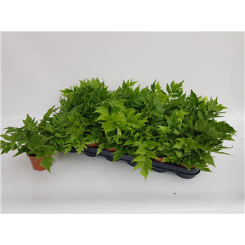 Cyrtomium fortunei var 'Clivicola' F00004536