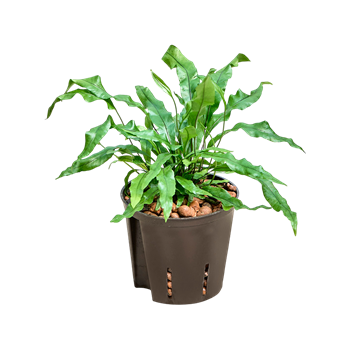 Davallia mariesii 'Microsorum' 2DAMMBP10