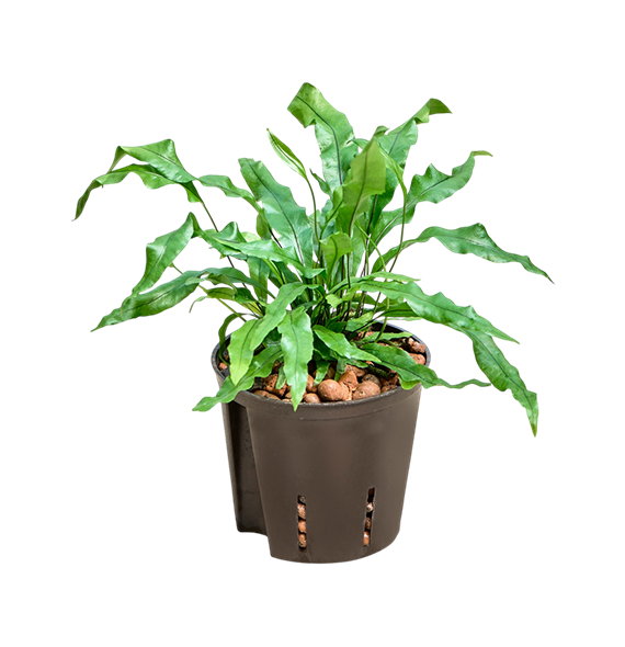 Davallia mariesii 'Microsorum' 2DAMMBP10