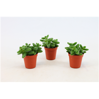 Delosperma Echinatum F00000405