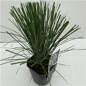 Deschampsia cespitosa 'Goldtau' F00003868
