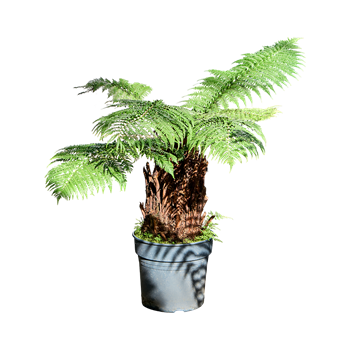 Dicksonia antarctica 4DIANRS12