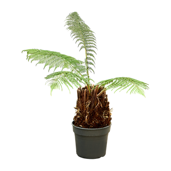 Dicksonia antarctica 4DIANRS09