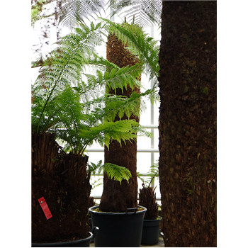 Dicksonia antarctica 4DIANRS82