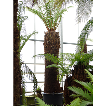 Dicksonia antarctica 4DIANRS78