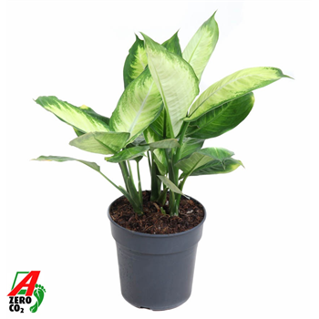 Dieffenbachia 'Tropic Marianna' F00010457