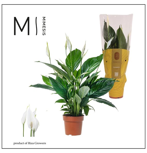 Spatifil pico cupido Mimesis Pico Cupido - 13 cm RIJP!5 fl 50cm 13cm Q4869