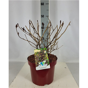Diervilla splendens 'Diva' F00010688