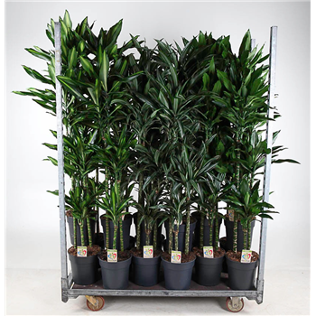 Dracena fragrans F00010493