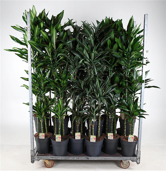 Dracena fragrans F00010493