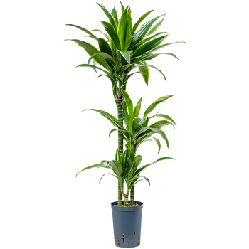Dracena fragrans 'Arturo' 1DRAR3S10