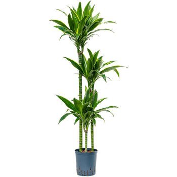 Dracena fragrans 'Arturo' 1DRAR3S20