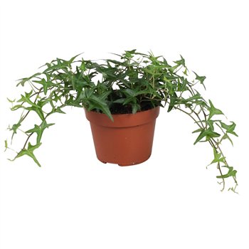 Hedera tres coupe helix Sagittaefolia30 - 34 cm 9 pp 30cm 13cm Q2451