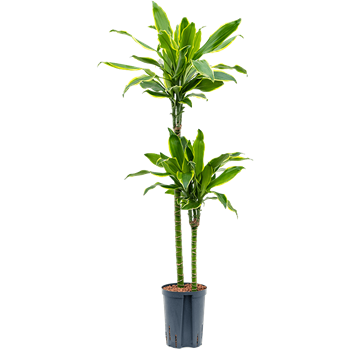 Dracena fragrans 'Golden Coast' 1DRGC2S22