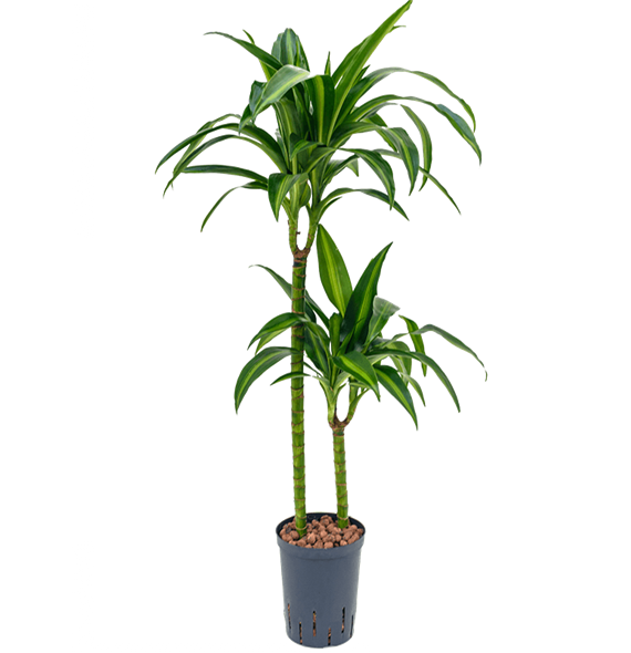 Dracena fragrans 'Hawaiian Sunshine' 1DRHS2S10