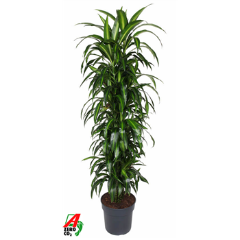 Dracena fragrans 'Hawaiian Sunshine' F00003239