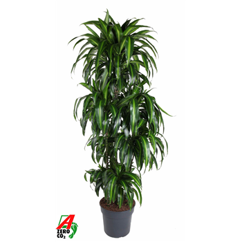 Dracena fragrans 'Hawaiian Sunshine' F00010462