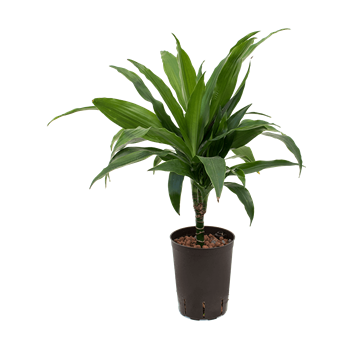 Dracena fragrans 'Janet Craig' 1DRJG1S10