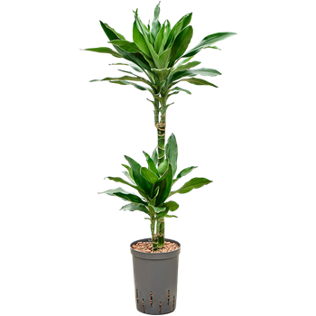 Dracena fragrans 'Janet Lind Gold' 1DRLG2S10