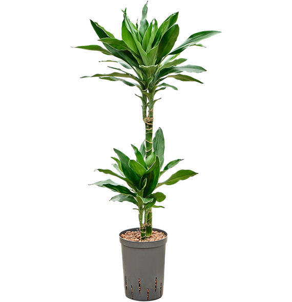Dracena fragrans 'Janet Lind Gold' 1DRLG2S10