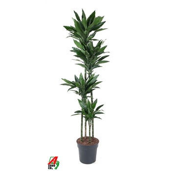 Dracena fragrans 'Janet Lind Gold' F00010469