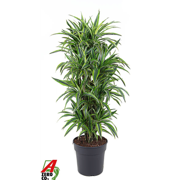 Dracena fragrans 'Lemon Lime' F00010471