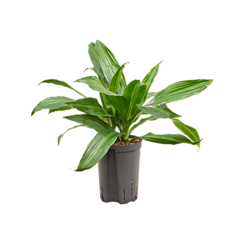 Dracena fragrans 'Rainbow' 1DRRA2K15