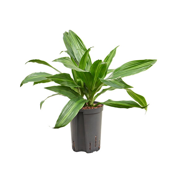 Dracena fragrans 'Rainbow' 1DRRA2K15